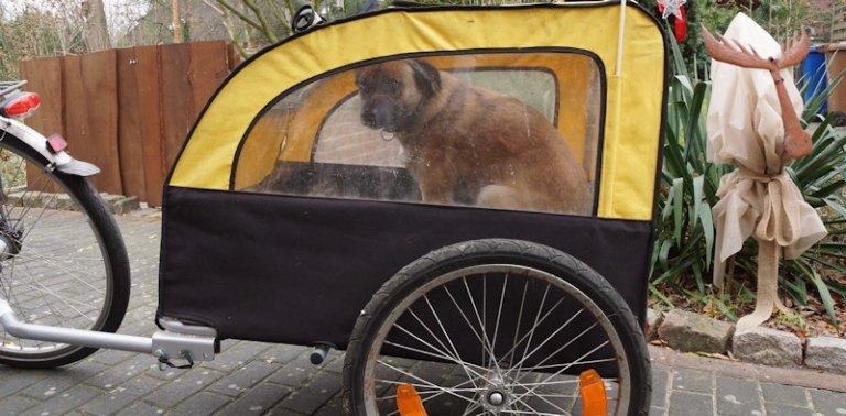 Fahrradanhänger Test Kinderfahrradanhänger Sehr gut 2020