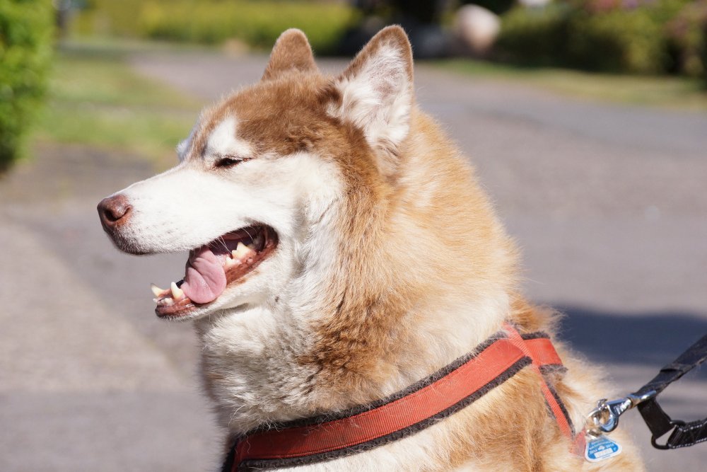 Hunde Warnweste - AUSLAUFARTIKEL