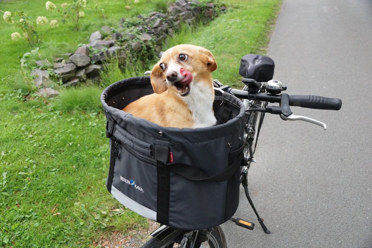 Fahrradkorb für Hunde Test