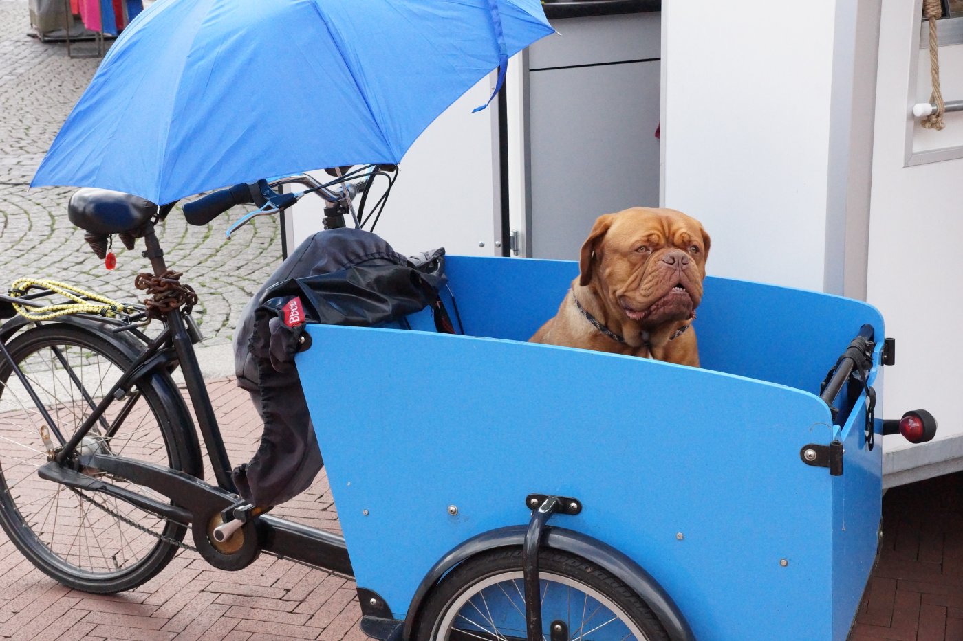 Lastenfahrrad Test Elektro, für Kinder oder für den Hund